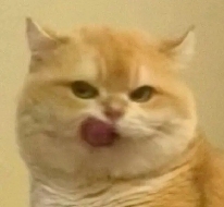 用户登录Token存储全攻略：localStorage与Co - 推荐阅读文章